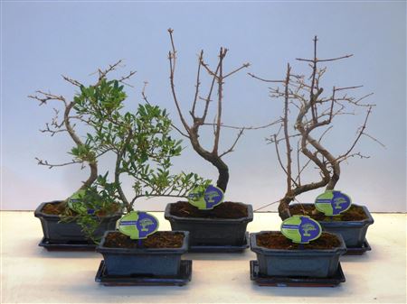 Bonsai Mix Outdoor, 20., Shape, With Drip Tray -