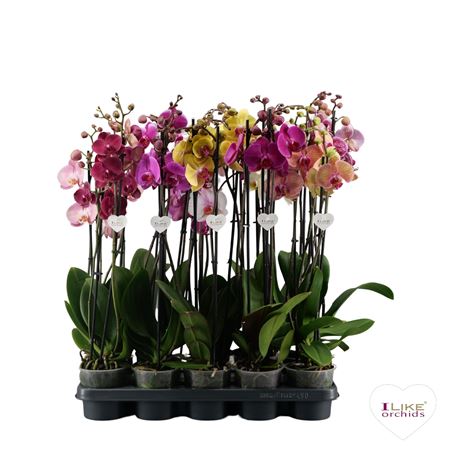 Phal 3st Mix 22+ (levo)
