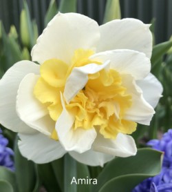 Нарцисс махровый Амира