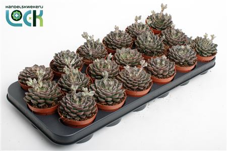Echeveria Glauca