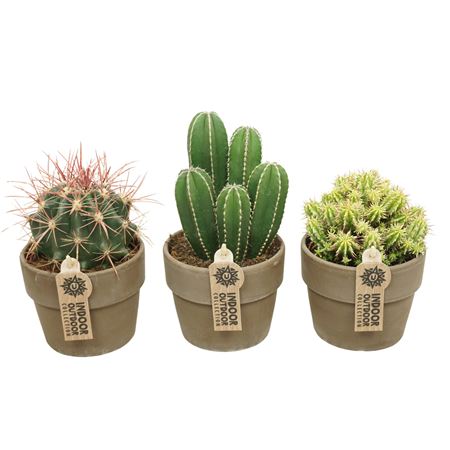 Cactus Mix In Gray Grey Pot