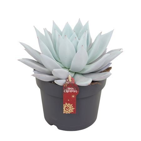 Echeveria Mexican Giant 17 Cm Met Kerst Etiket