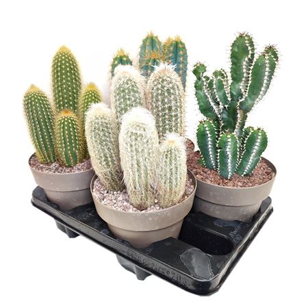Cactus Mix Column