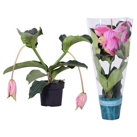 Medinilla Magnifica 2 Etage 2fl. Exclusive Sleeve