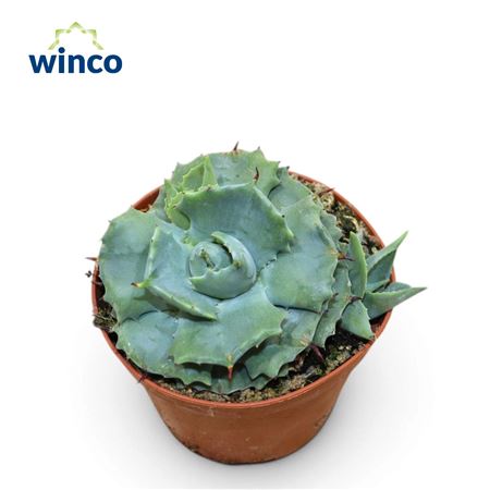 Agave Potatorum Compactum