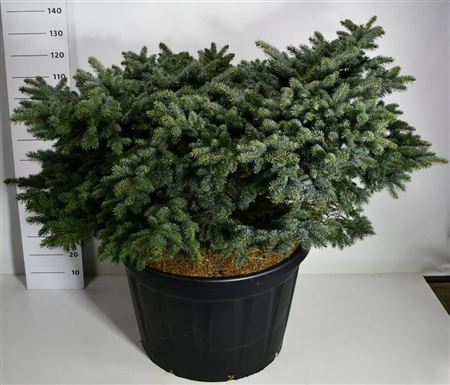 Picea Pung Glauca Globosa