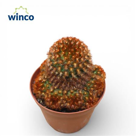 Mammillaria Carmenea Rubrispinus