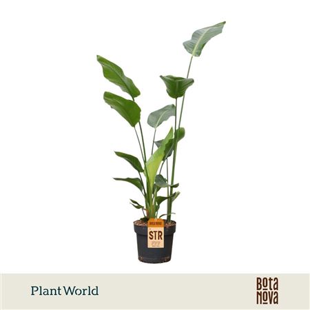 Strelitzia Nicolai 3pp 140-160cm