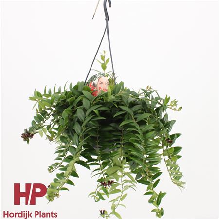 Aeschynanthus Caroline Flowering Hanging Pot
