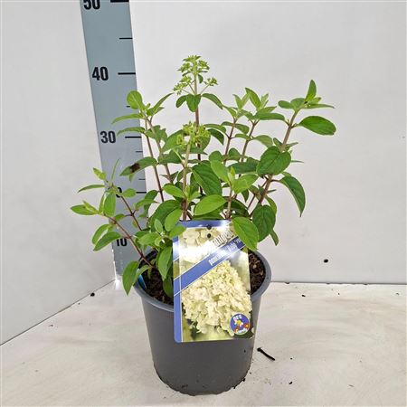 Hydrangea Pan Bobo