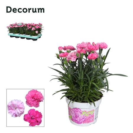 Dianthus I Love U (decorum)