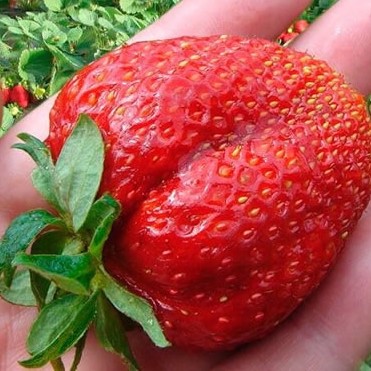 Земляника Максим