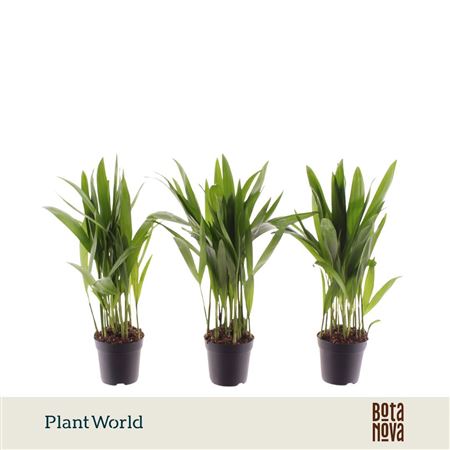 Dypsis Lutescens (decorum)