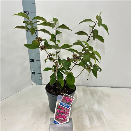 Callicarpa Bodinieri Profusion