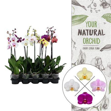 Phal 1st Mix 6+ (stolk Flora)