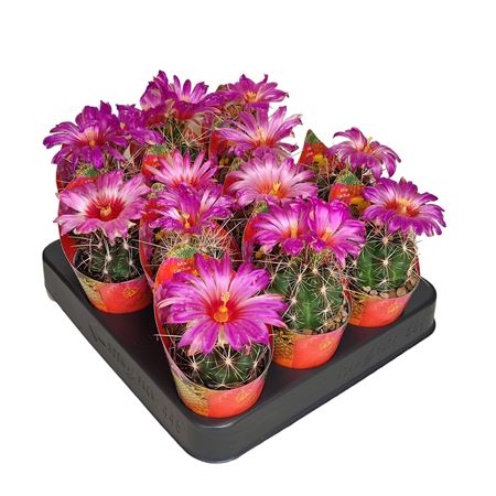 Thelocactus Bicolor Potcover