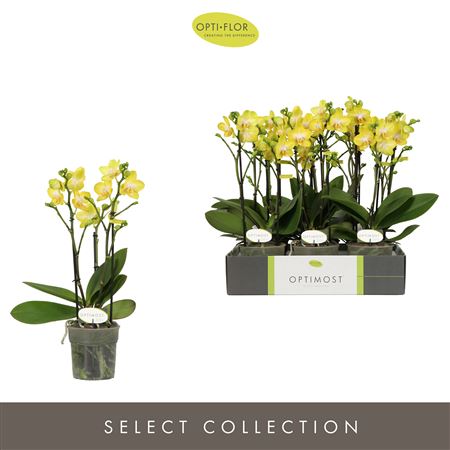 Phal 3st Optimost Arezzo 35+