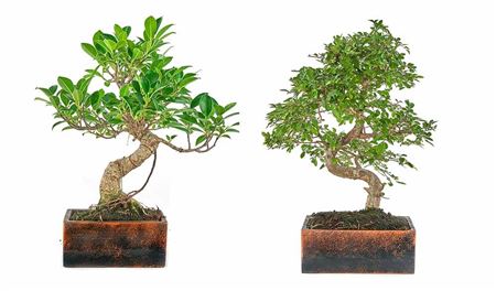 Bonsai Carmona S-shape Pot Terra Collection