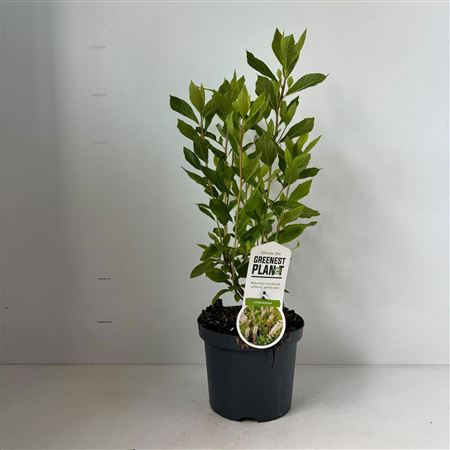 Clethra Alnifolia