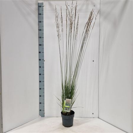 Molinia Caerulea Heidebraut