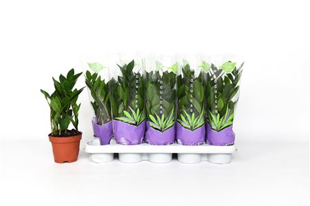 Zamioculcas 3+