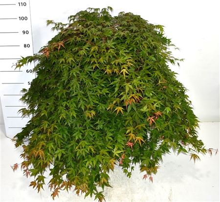 Acer Palm Cascade Ruby On Stem