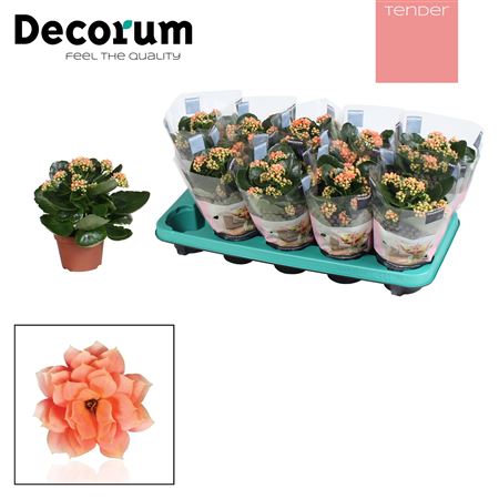 Kal Serenity Peach (decorum)
