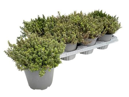 Thymus Citriodorus Lady D