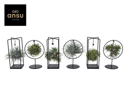 Tillandsia Cube/ring Mix (medium) Beurs