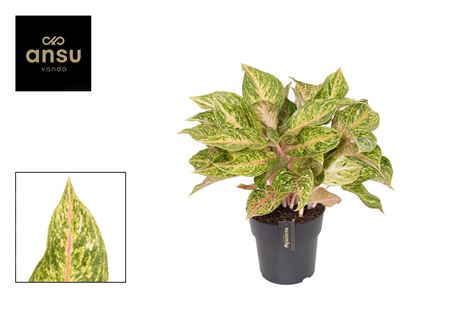 Aglaonema Pomegranate Tea