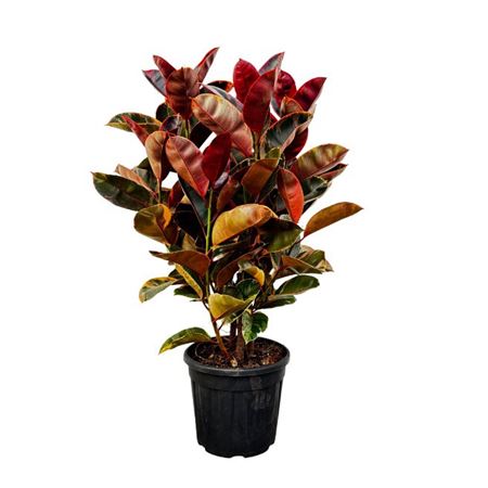 Ficus El Belize Bush