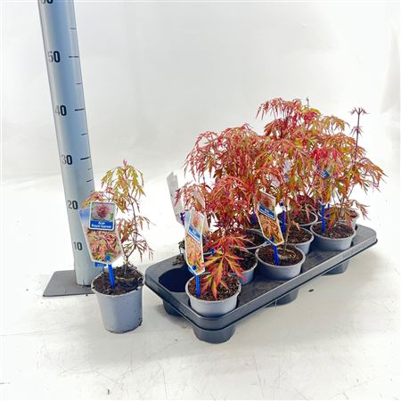Acer Palm Royal Garnet