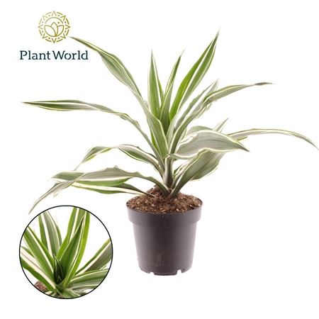 Dracaena Fragrans Warneckei