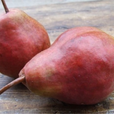 Груша обыкновенная Кармен колоновидная в тубе