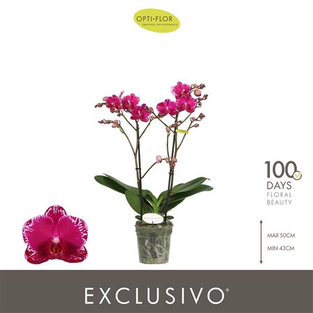 Phal 2st Asian Violin