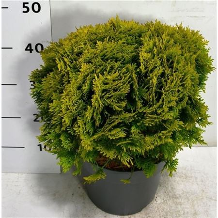 Thuja Occ Mirjam