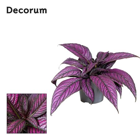 Strobilanthes Metallica