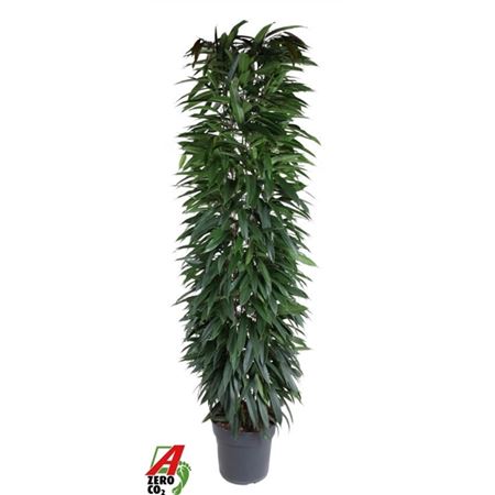 Фикус Бин Али Зуил