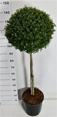 Ilex Cren Glory Gem On Stem