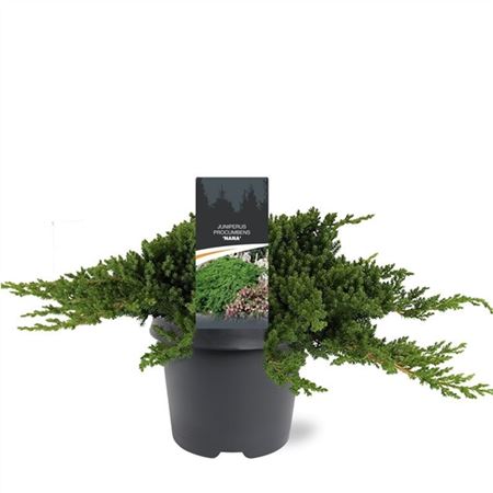 Juniperus Procumbens Nana