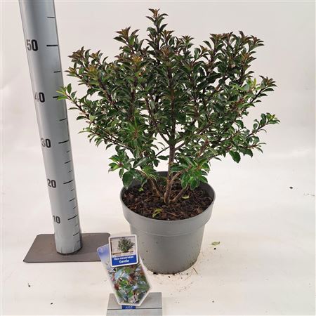 Ilex Mes Gentle