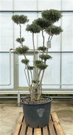 Olea Europaea Ponpon