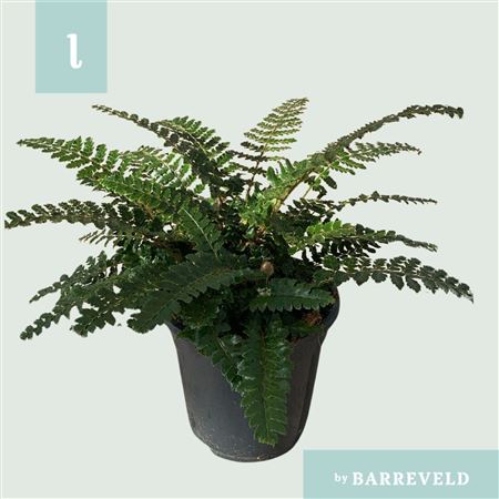 Polystichum Polyblepharum