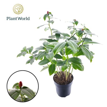 Costus Woodsonii