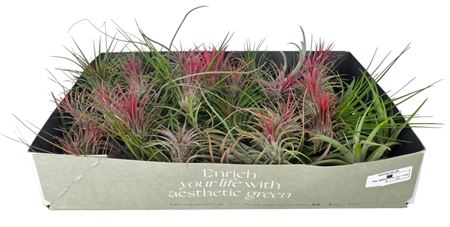 Tillandsia Mix X50