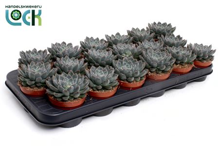 Echeveria Orion
