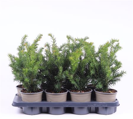 Taxus Bacc Repandens
