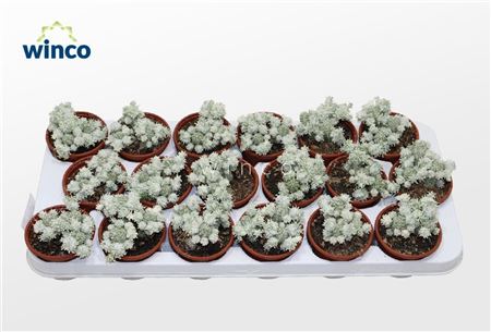 Euphorbia Mammillaris Variagata (group)