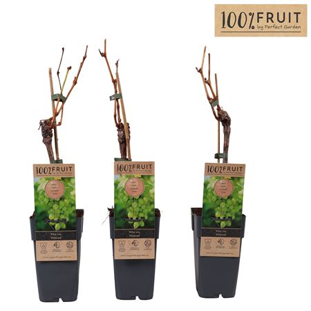 Vitis Vin Himrod