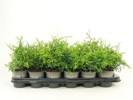 Chamaecyparis Obt Tsatsumi Gold